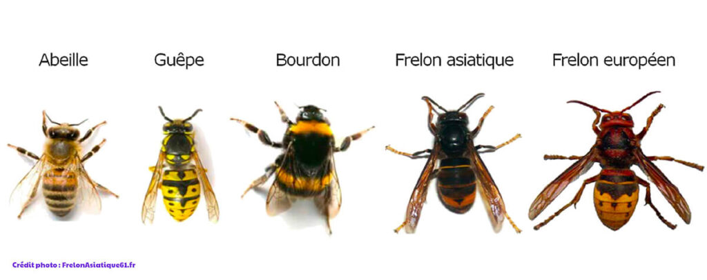 Comparaison insectes