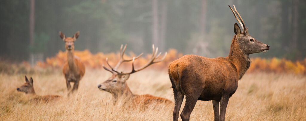 troupeau de cerfs