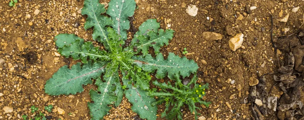 mauvaises herbes