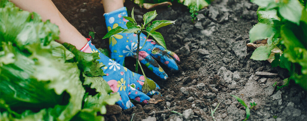 plantes entretien jardin