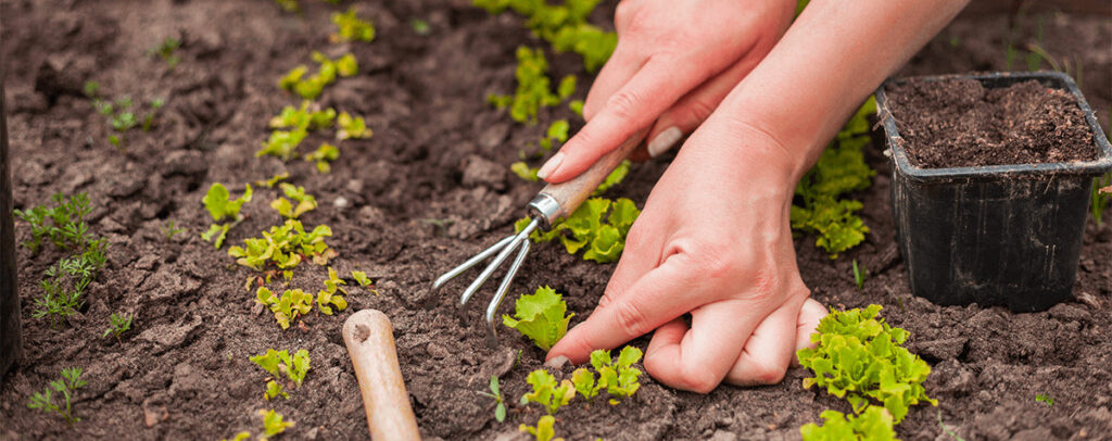 plantes entretien jardin