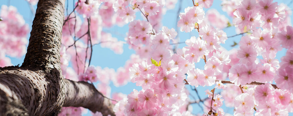 printemps fleurs