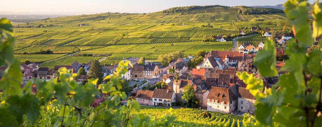 route des vins alsace