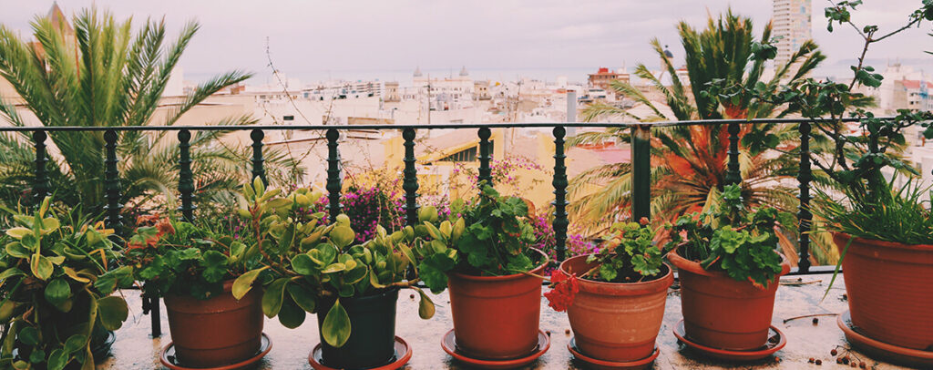 végétation terrasse