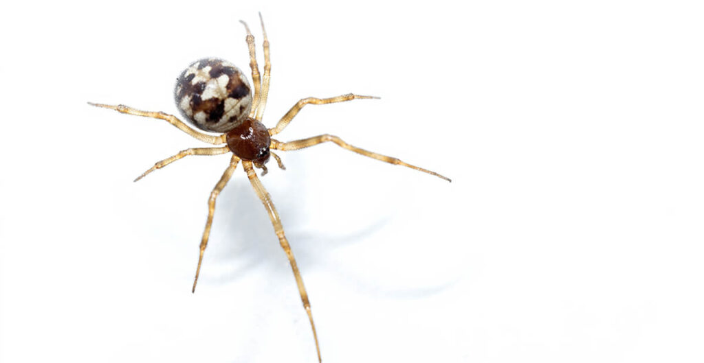 Steatoda grossa