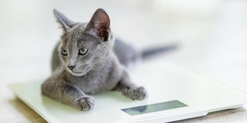 chat sur une balance