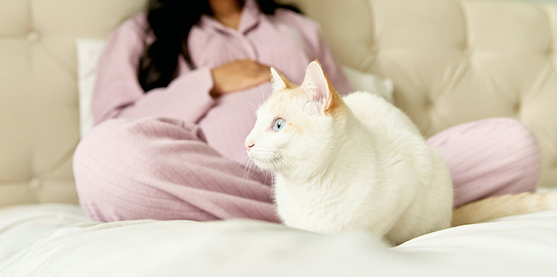 chat blanc sur un lit