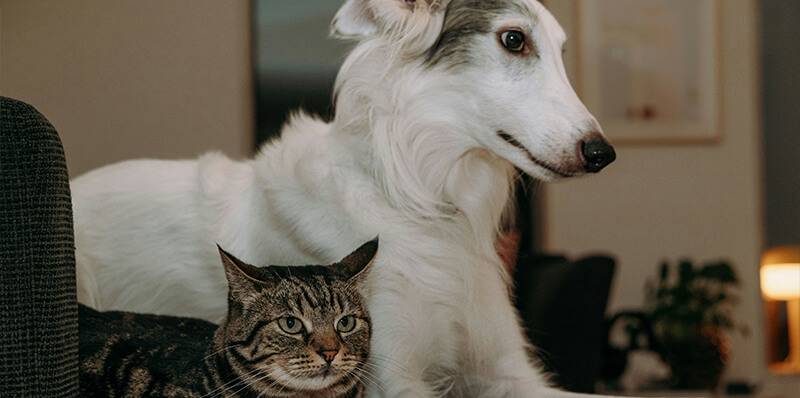 chat et chien