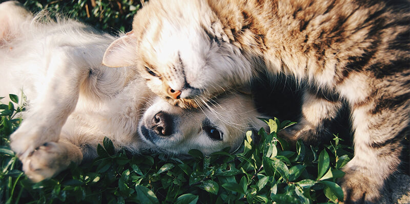 chat et chien