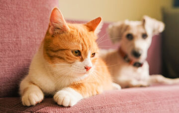 chat et chien