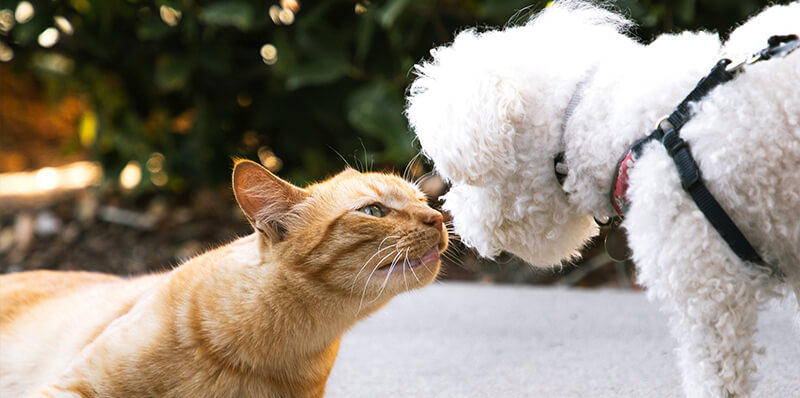 chat chien