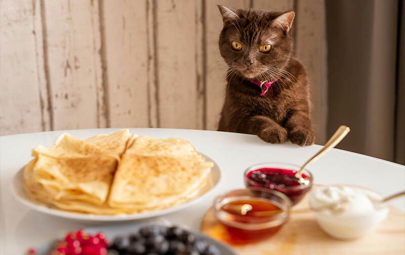 chat devant des crepes