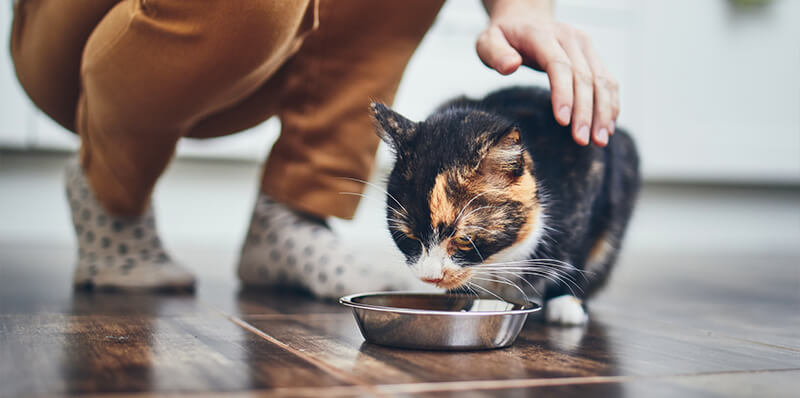 chat gamelle croquette