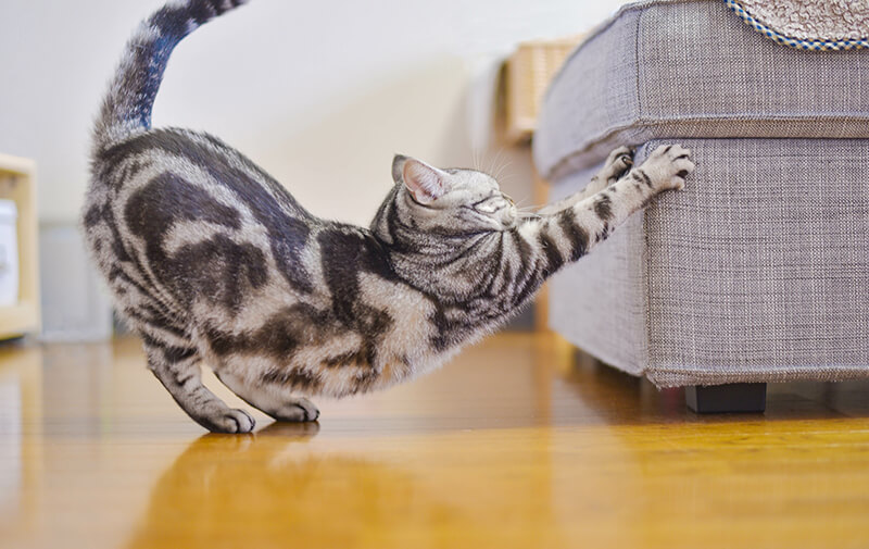 chat qui fait ses griffes sur un canape