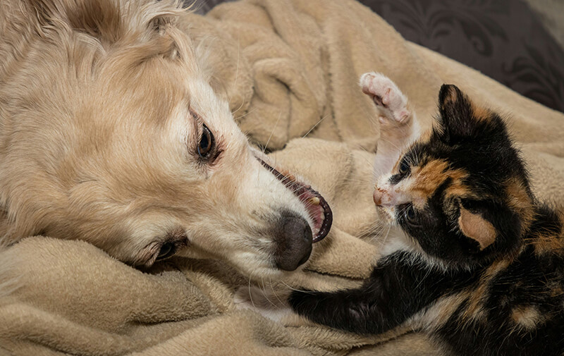 chat qui joue avec un chien