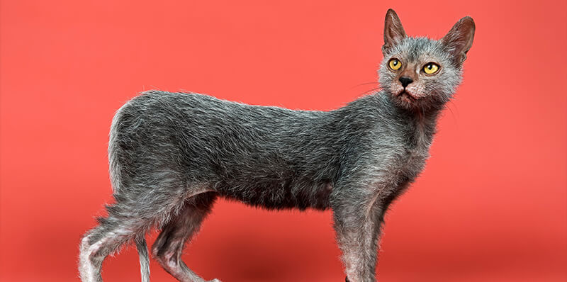 chat lykoi