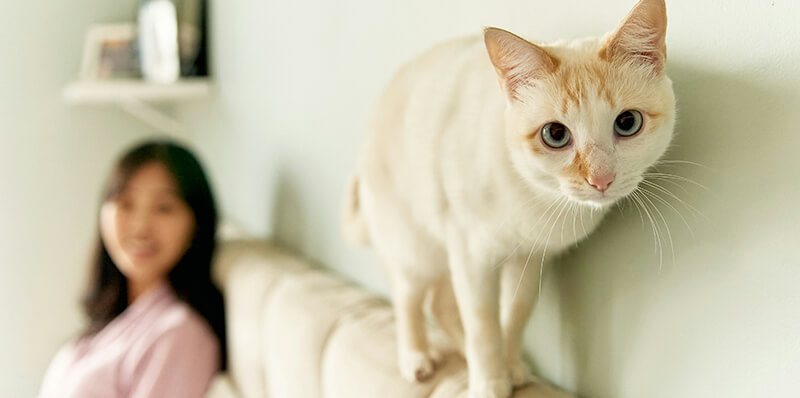 chat avec sa maitresse sur un canape