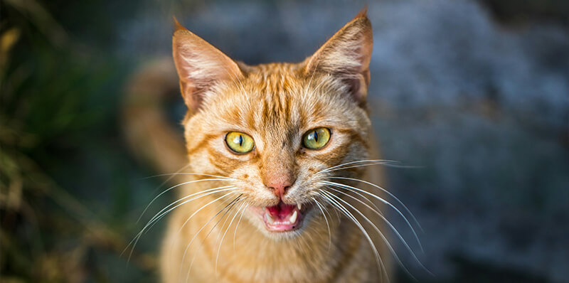 chat qui miaule