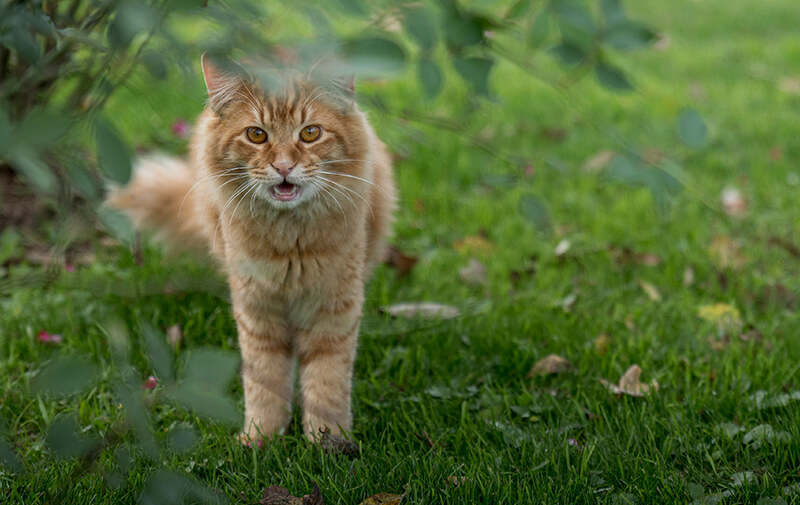 chat qui miaule