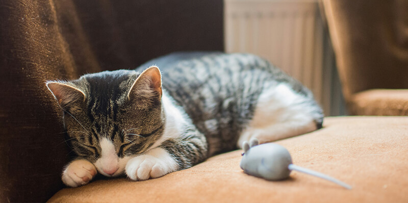 chat au repos