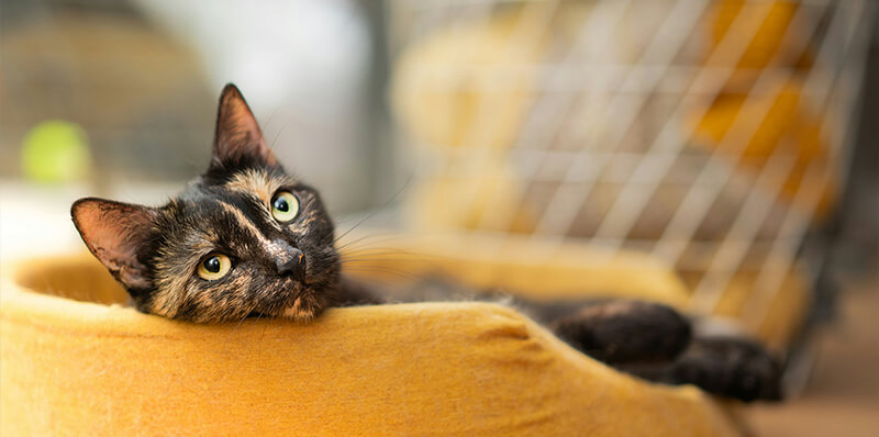 chat pose dans le salon