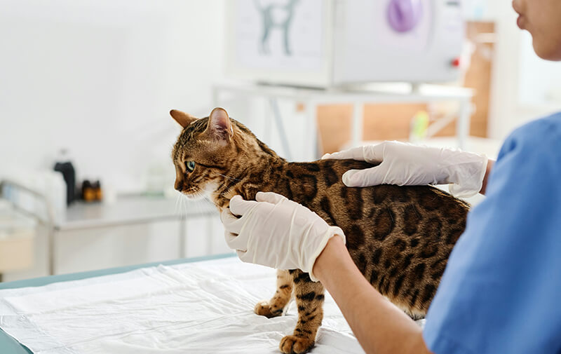 chat chez le veterinaire