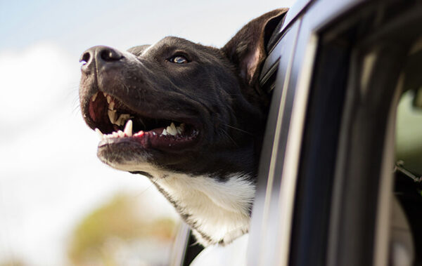 chien a la fenetre d une voiture