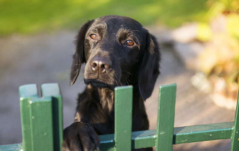 chien jardin