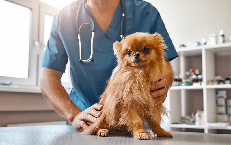 chien veterinaire