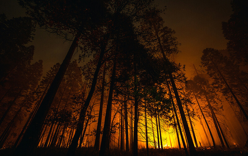 feu de foret