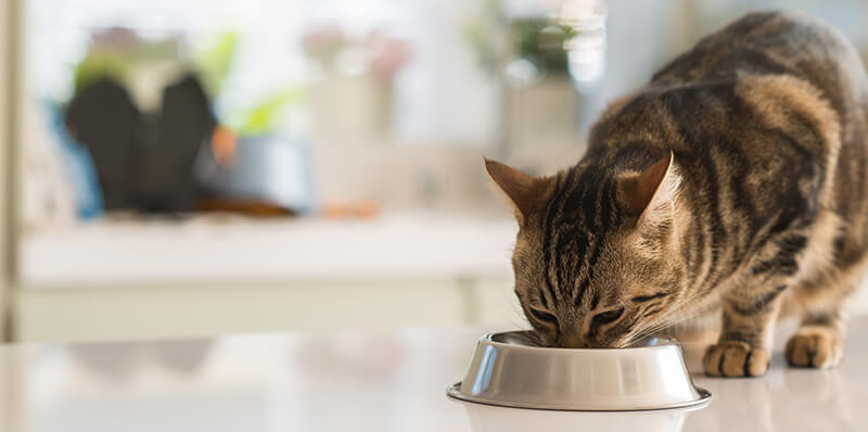 chat qui mange dans sa gamelle