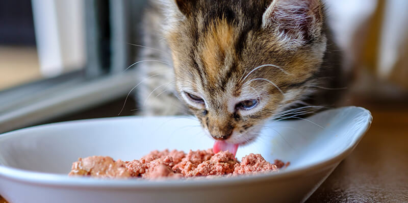 chat en train de manger de la nourriture