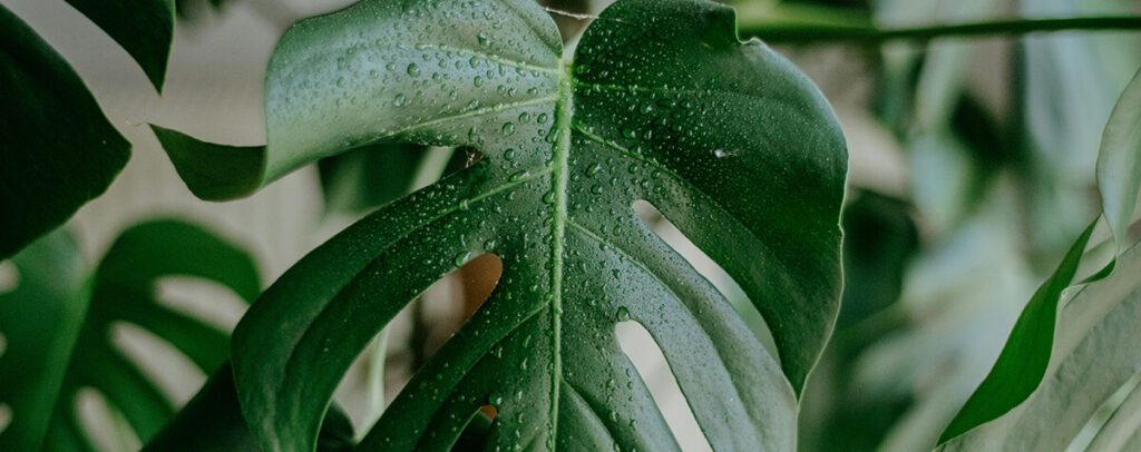 plante en arrosage