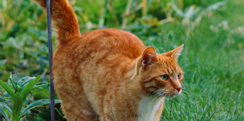 chat queue droite