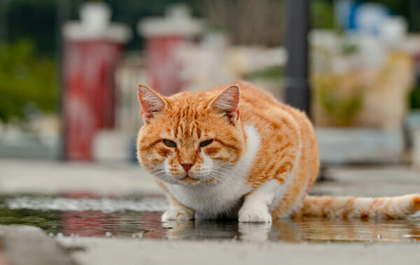 chat roux malade