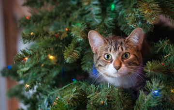 chat sapin de noel