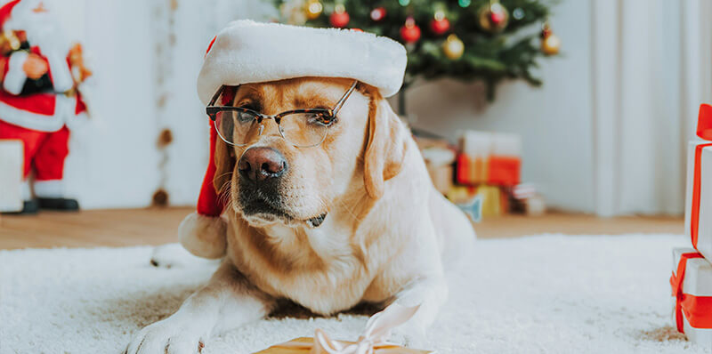 chien chapeau de noel