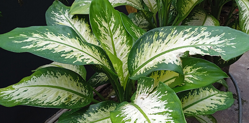 dieffenbachia