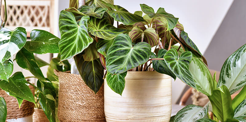 philodendron