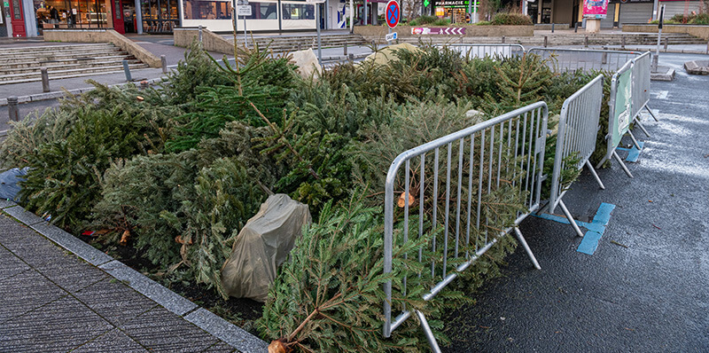 recyclage collection sapin de noel