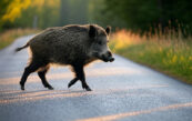 sanglier sur la route